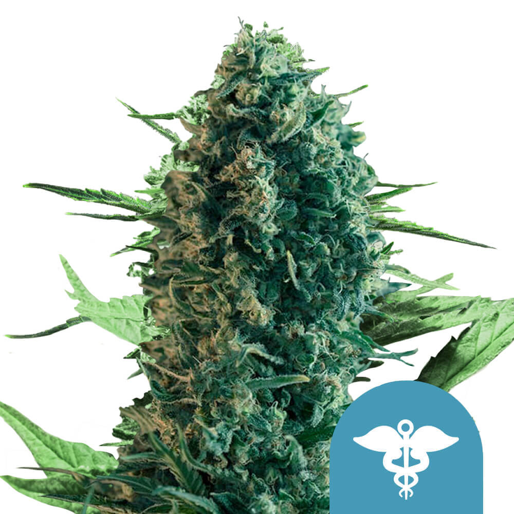 Royal Medic CBD | 5 Samen