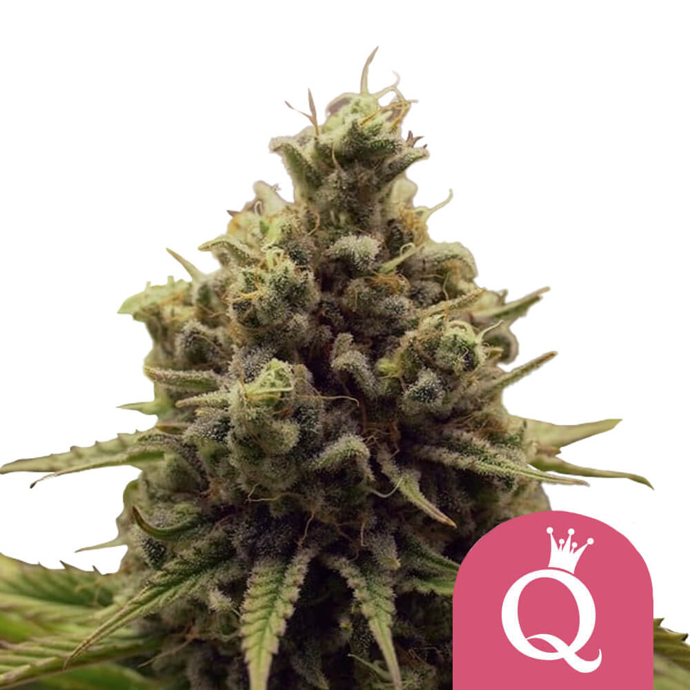 Purple Queen Fem | 5 Samen