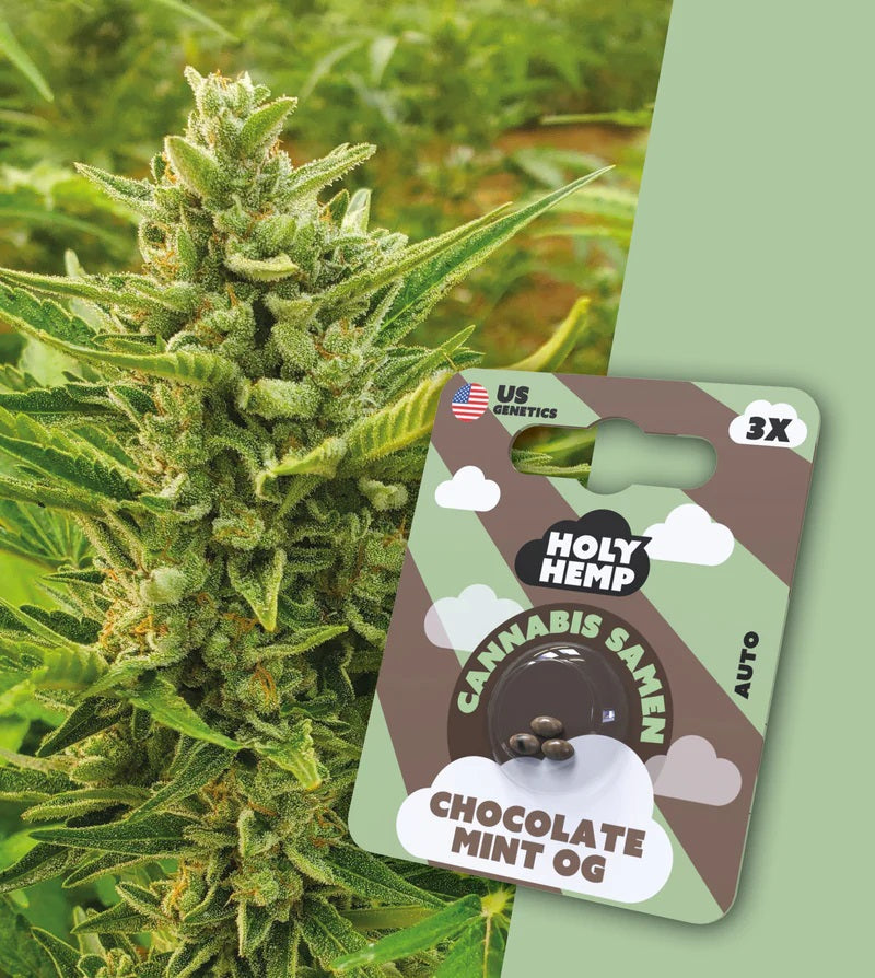 Chocolate Mint Og | 3 Samen