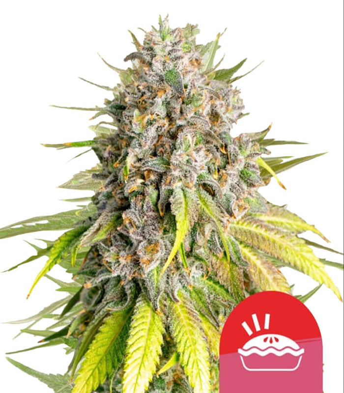 Royal Queen Seeds | Tyson | 2.0 | Punch Pie  |  3 Samen