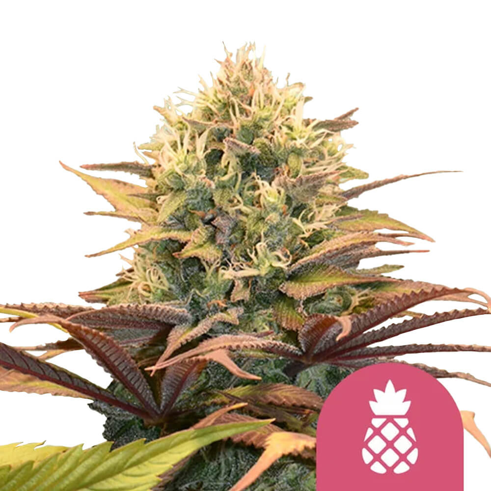 Pineapple Kush Fem | 5 Samen