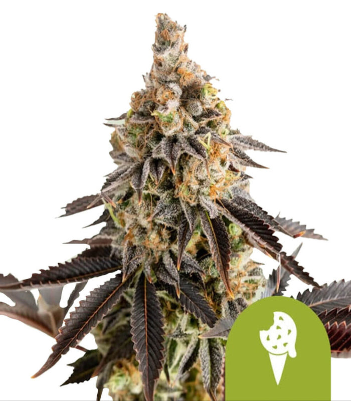 Royal Queen Seeds | Cookies Gelato | 5 Samen