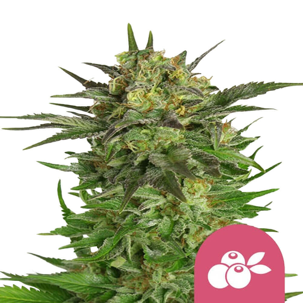 Haze Berry Fem | 3 Samen