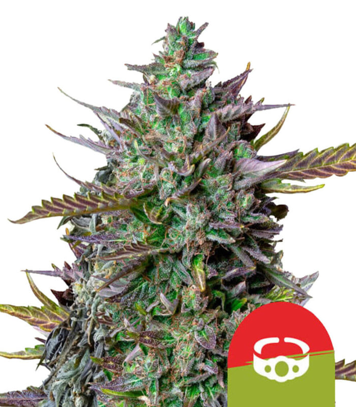 Royal Queen Seeds | Tyson | 2.0 | GOAT’lato  |  Auto  |  3 Samen