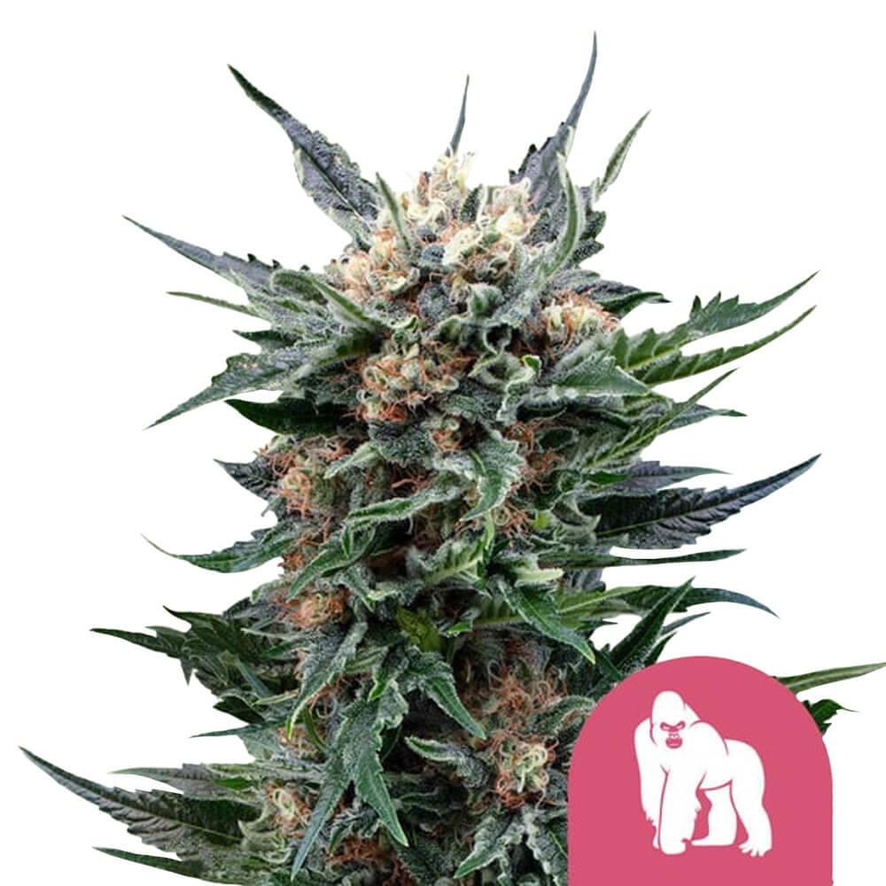 Royal Gorilla Fem | 5 Samen