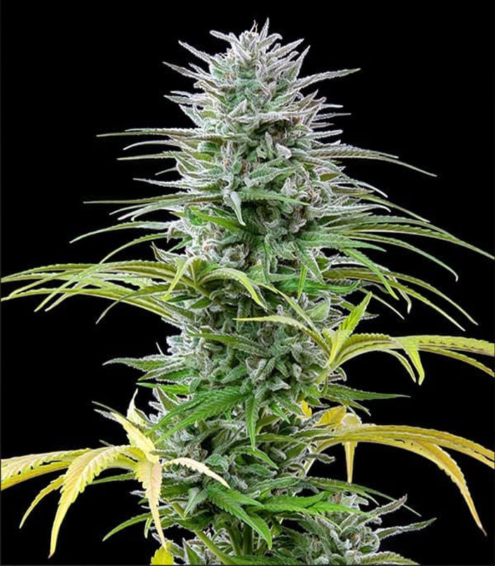 Speedy Chile (Fast Flowering) | 3 Samen