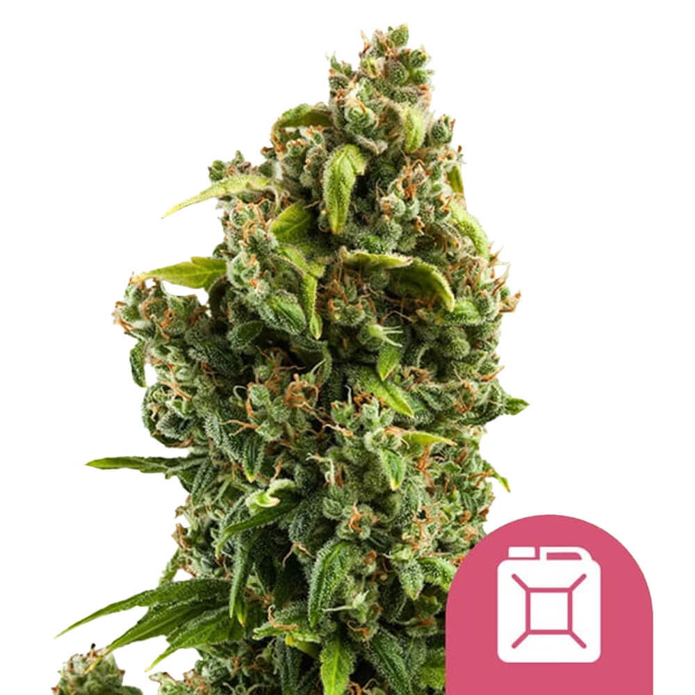 Sour Diesel Fem| 3 Samen