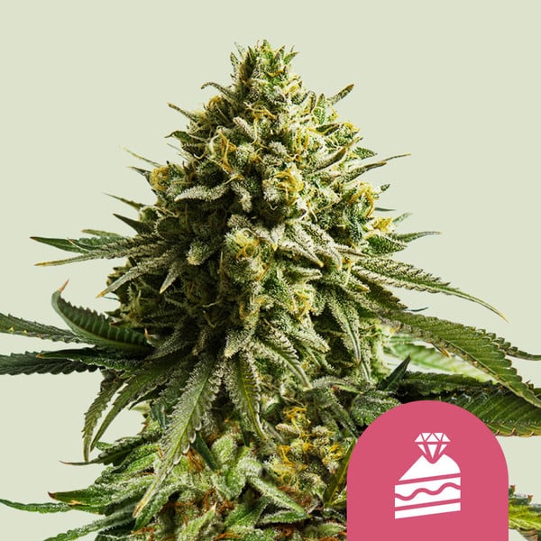 IGrowCan | Wedding Cake | Growing Kit