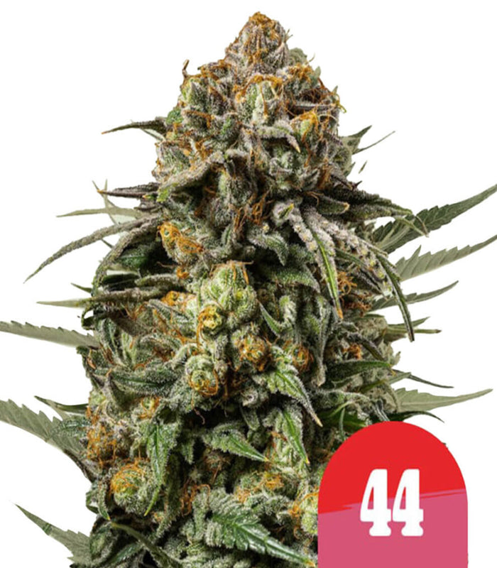 Royal Queen Seeds | Tyson | 2.0 | Gelato 44  |  3 Samen