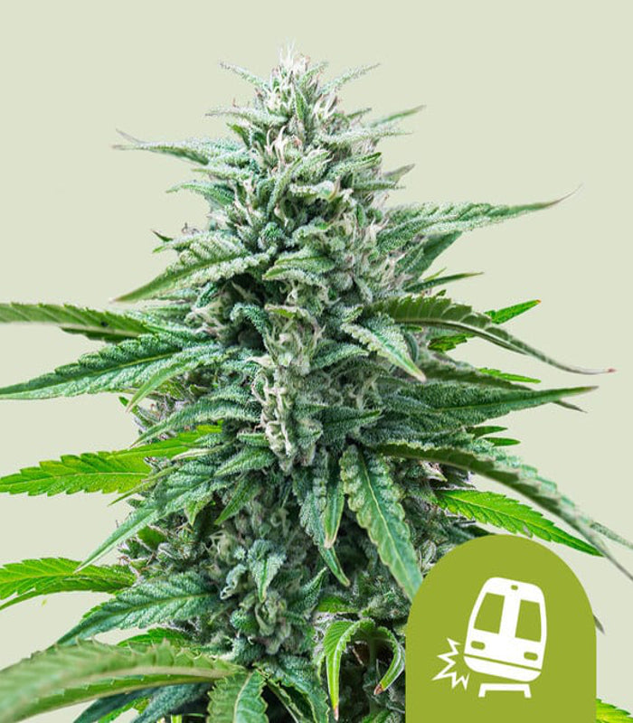 Trainwreck | 3 Samen | Royal Queen Seeds