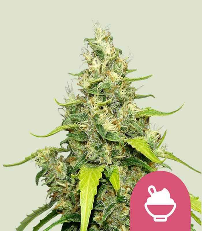 Blue Gelato | 5 Samen | Royal Queen Seeds