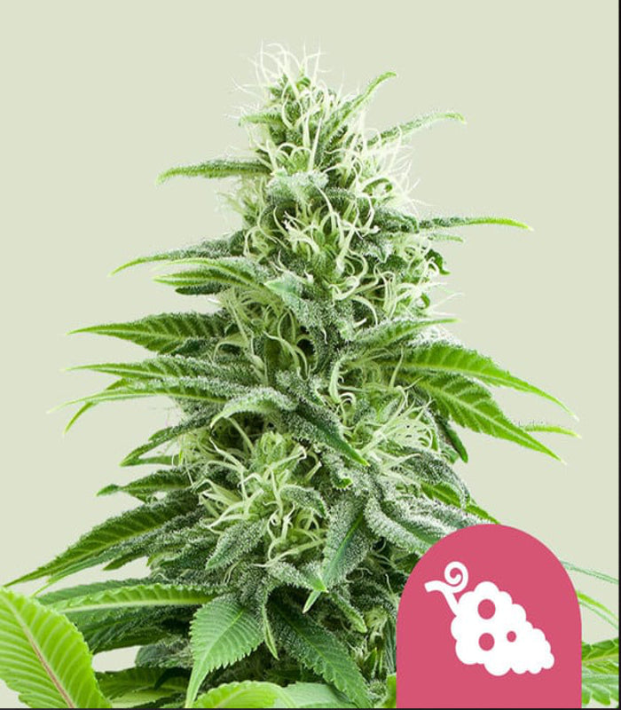 Fruit Spirit | 3 Samen | Royal Queen Seeds