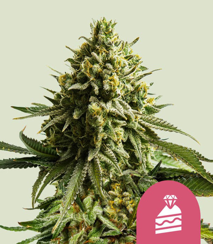 Wedding Cake | 3 Samen | Royal Queen Seeds