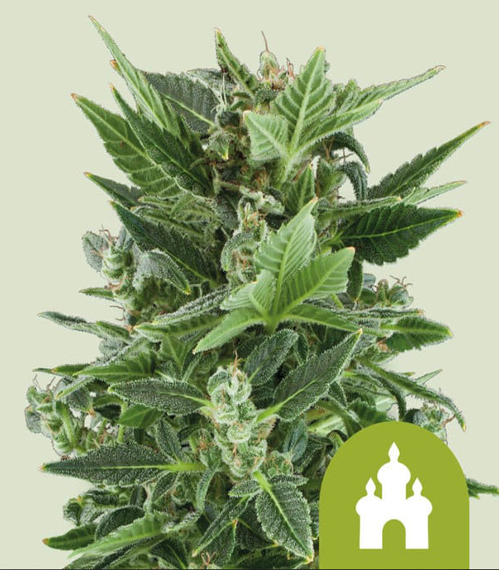 Royal Kush Auto | 3 Samen | Royal Queen Seeds