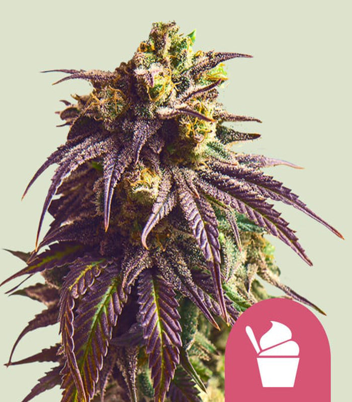 Sundae Driver | 3 Samen | Royal Queen Seeds