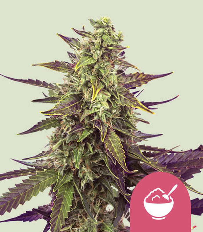 Cereal Milk | 3 Samen | Royal Queen Seeds