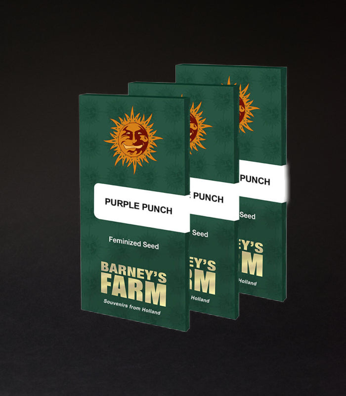 Barney’s Farm | Purple Punch | 3 Samen