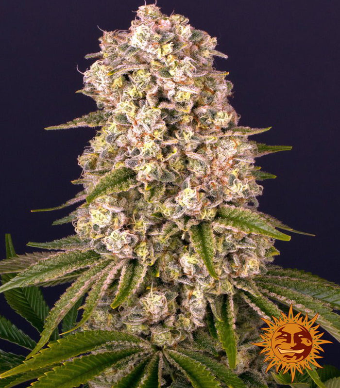 Barney’s Farm | Tropicanna Banana | 5 Samen