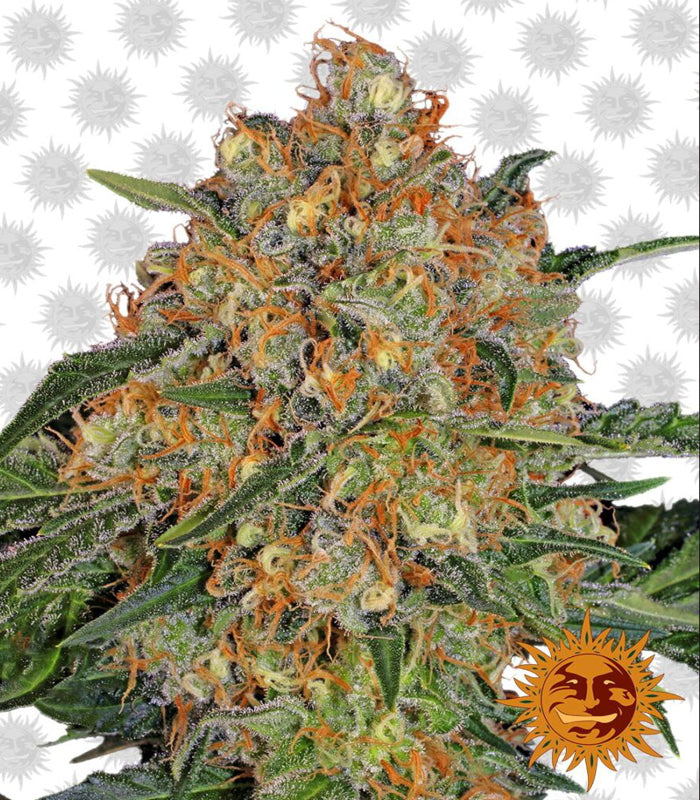 Barney’s Farm | Orange Sherbert | 3 Samen