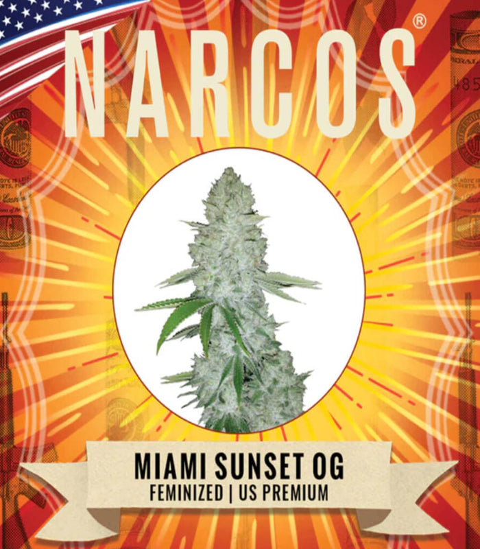 Narcos | Miami Sunset Og | 3 Samen