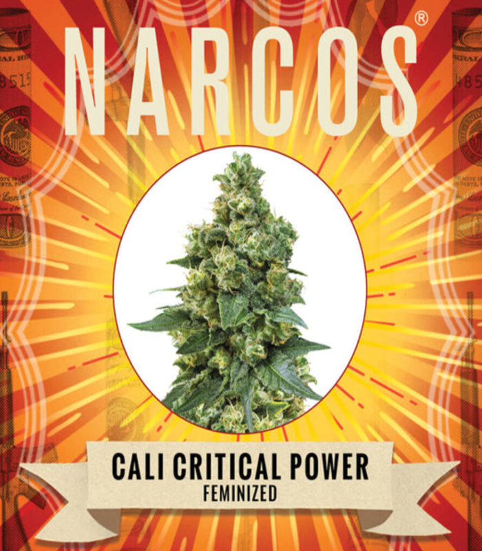 Narcos | Cali Critical Power | 3 Samen