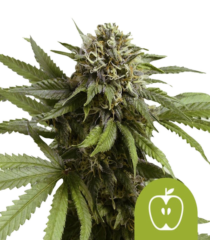 Royal Queen Seeds | Apple Fritter | 3 Samen