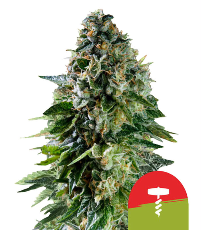 Royal Queen Seeds | Tyson | 2.0 | Corkscrew  |  5 Samen