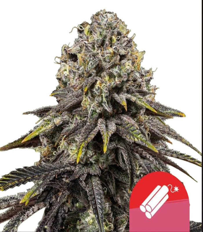 Royal Queen Seeds | Tyson 2.0 | Dynamite Diesel | 5 Samen