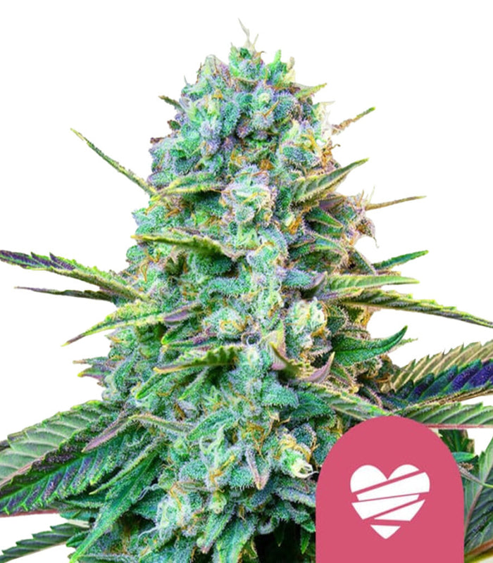 Royal Queen Seeds | Wedding Crasher | 3 Samen