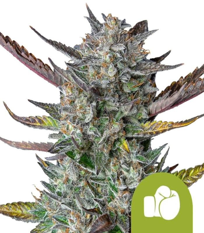 Royal Queen Seeds | Purple Punch | 3 Samen