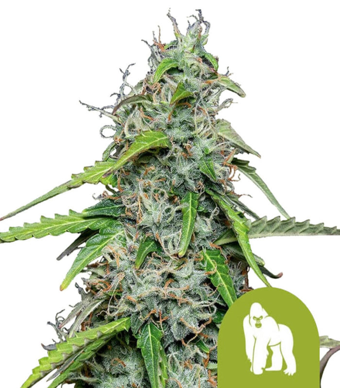 Royal Queen Seeds | Royal Gorilla | 3 Samen