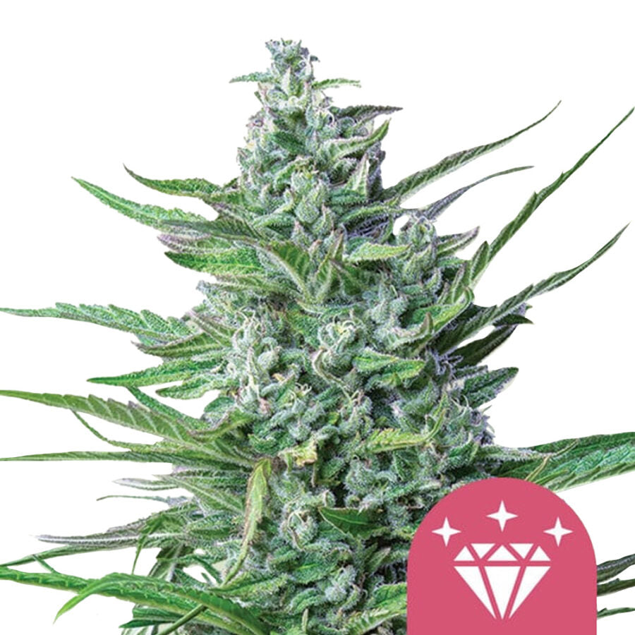 Royal Queen Seeds | Special kush 1 | 3 Samen