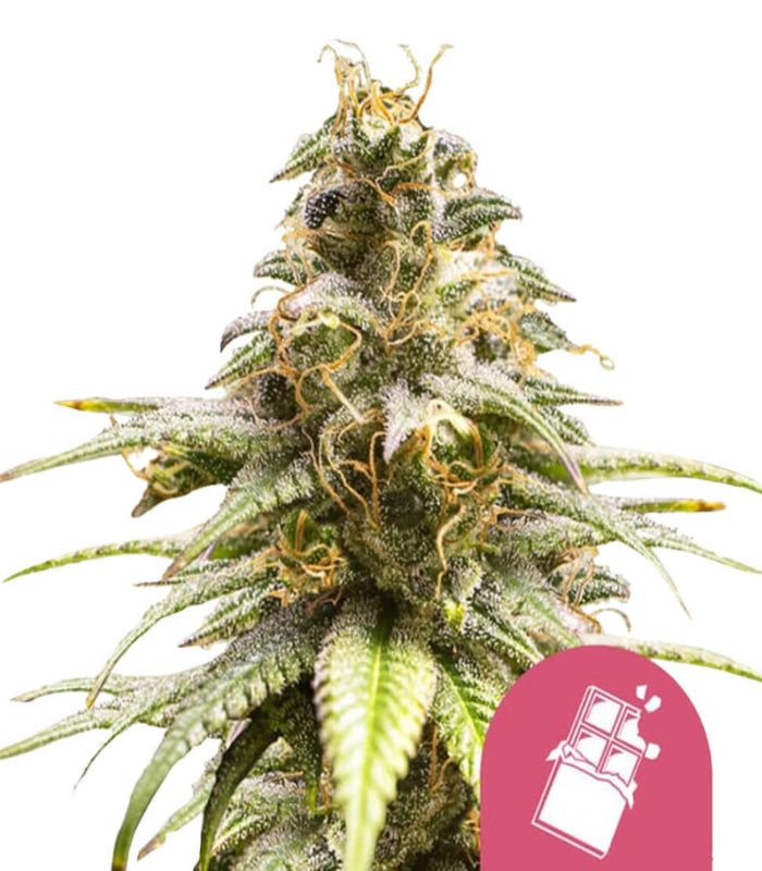 Royal Queen Seeds | Chocolate Haze | 3 Samen