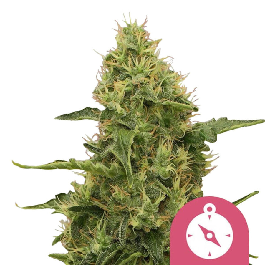 Royal Queen Seeds | Northern Light | 3 Samen