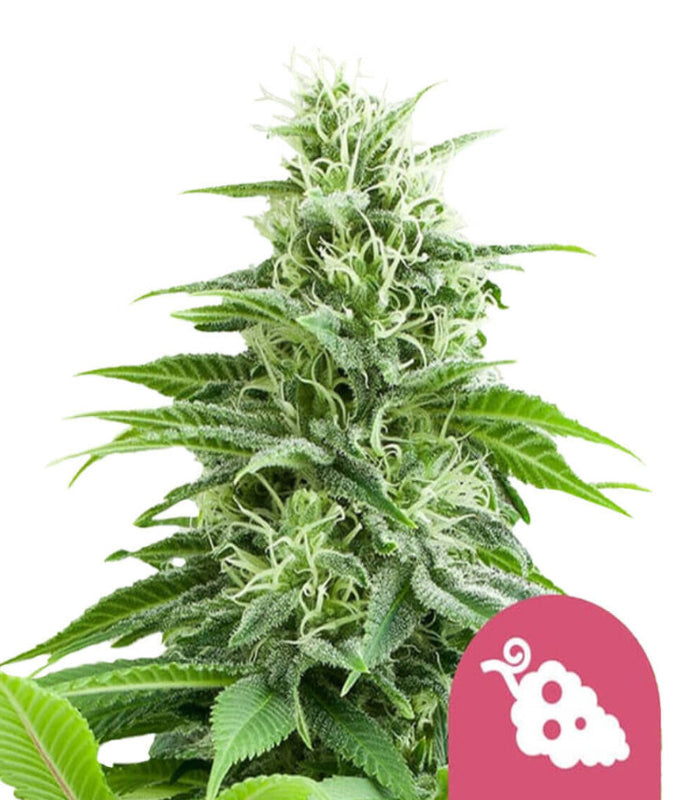 Royal Queen Seeds | Fruit Spirit | 3 Samen