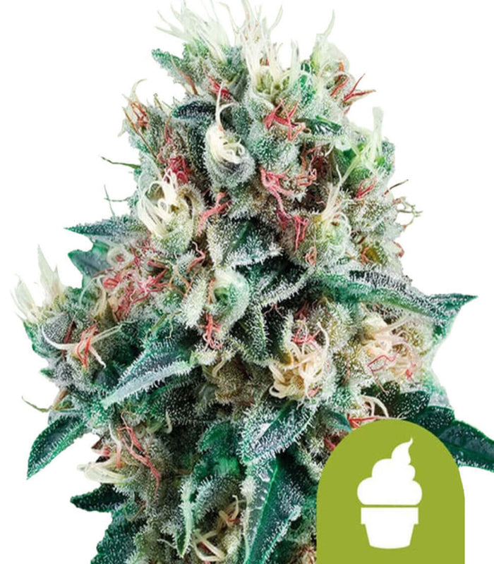 Royal Queen Seeds | Royal Creamatic | 3 Samen