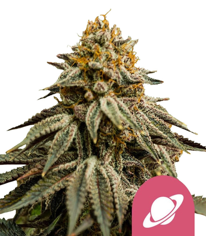 Royal Queen Seeds | Royal Skywalker | 3 Samen