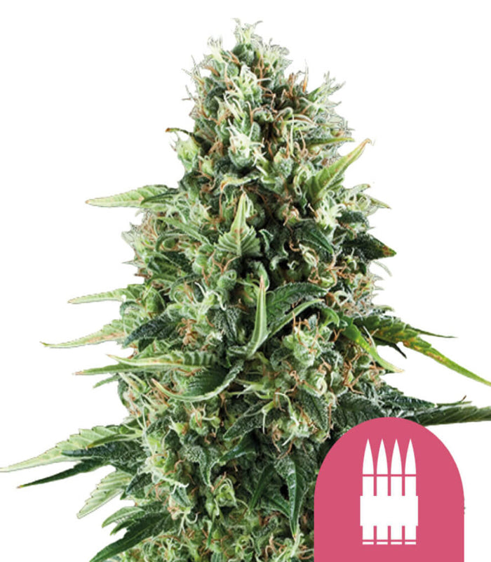 Royal Queen Seeds | Royal AK | 5 Samen