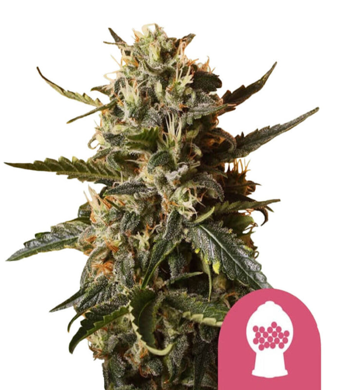 Royal Queen Seeds | Bubblegum XL | 3 Samen