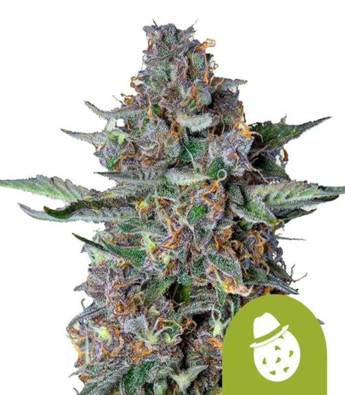 Royal Queen Seeds | Do-si-dos Auto | 5 Samen