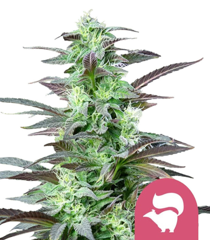 Royal Queen Seeds | Skunk XL | 5 Samen