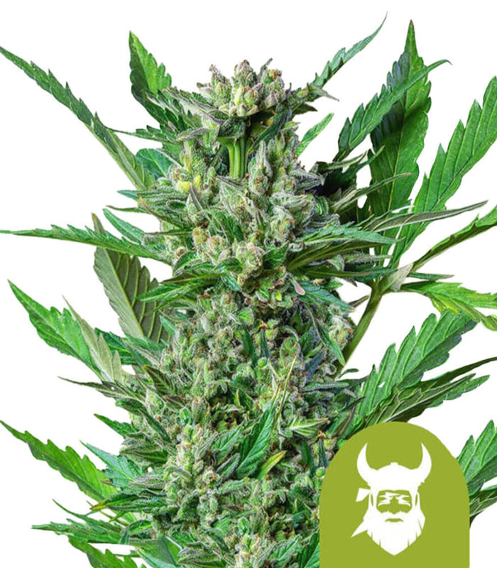 Royal Queen Seeds | Royal Dwarf | 3 Samen