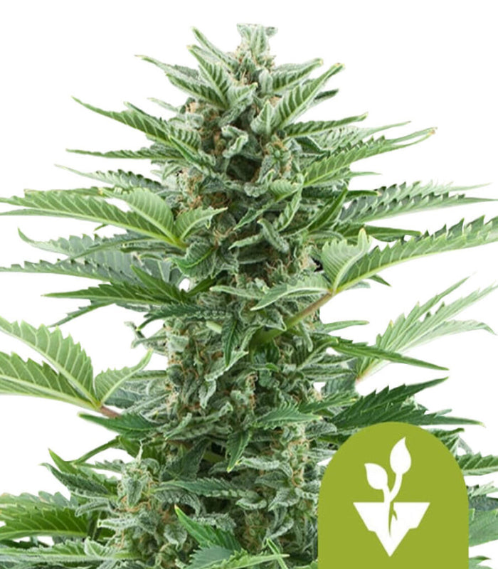 Royal Queen Seeds | Easy Bud | 3 Samen