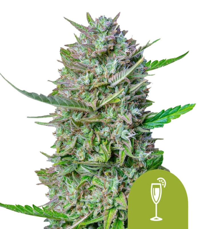 Royal Queen Seeds | Mimosa | 3 Samen