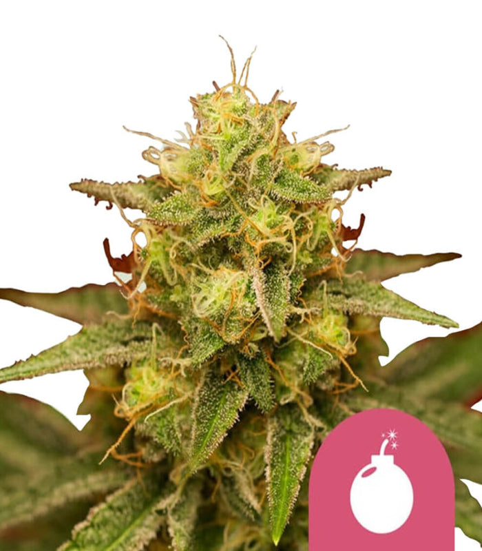 Royal Queen Seeds | Royal Domina | 3 Samen