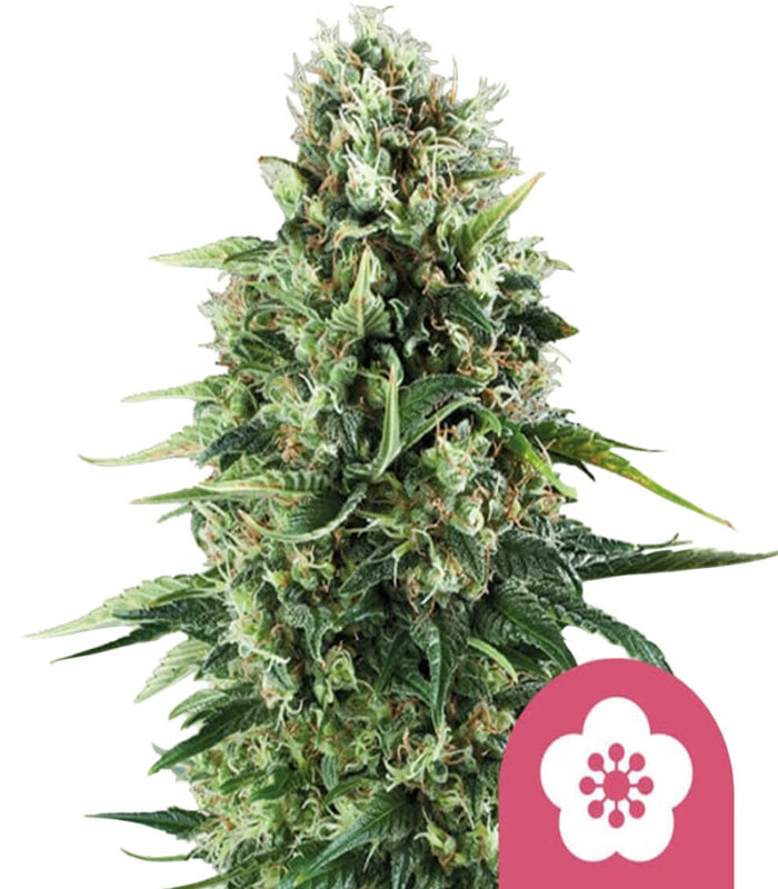 Royal Queen Seeds | Power Flower | 3 Samen