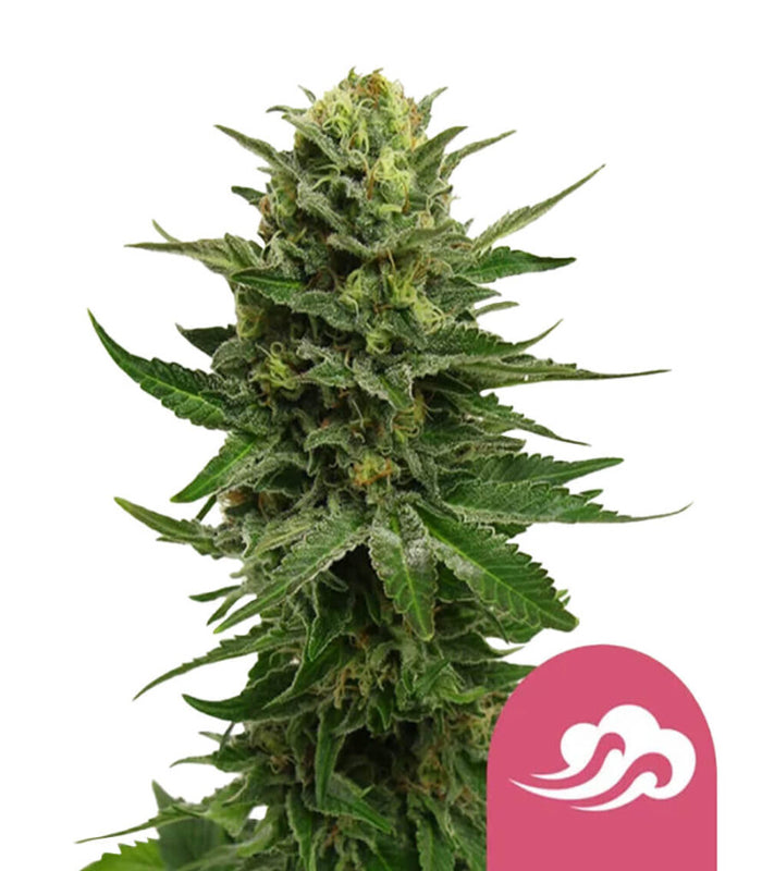 Royal Queen Seeds | Blue Mystic | 5 Samen