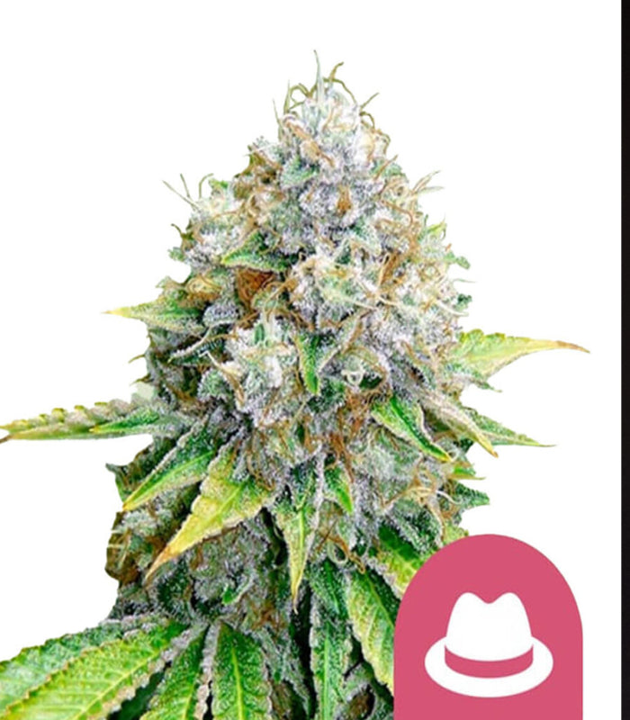 Royal Queen Seeds | O.g. Kush | 5 Samen