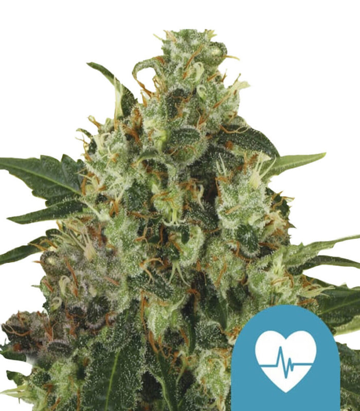 Royal Queen Seeds | Medical Mass | 5 Samen