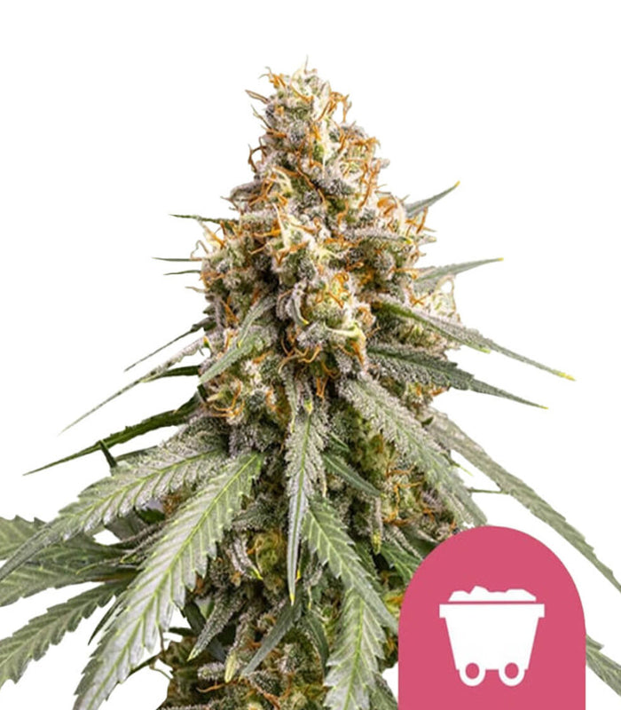 Royal Queen Seeds | Shining Silver Haze | 5 Samen